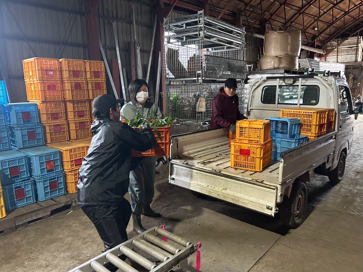 収穫したトウモロコシを運ぶのも重労働
